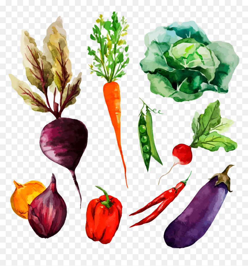 Watercolor Painting Vegetable Drawing Illustration - Vegetables Illustration, HD Png Download - carrot vegetable png