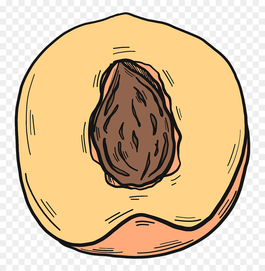 Half Peach With A Stone Clipart - Winter Squash, HD Png Download - stone clipart png