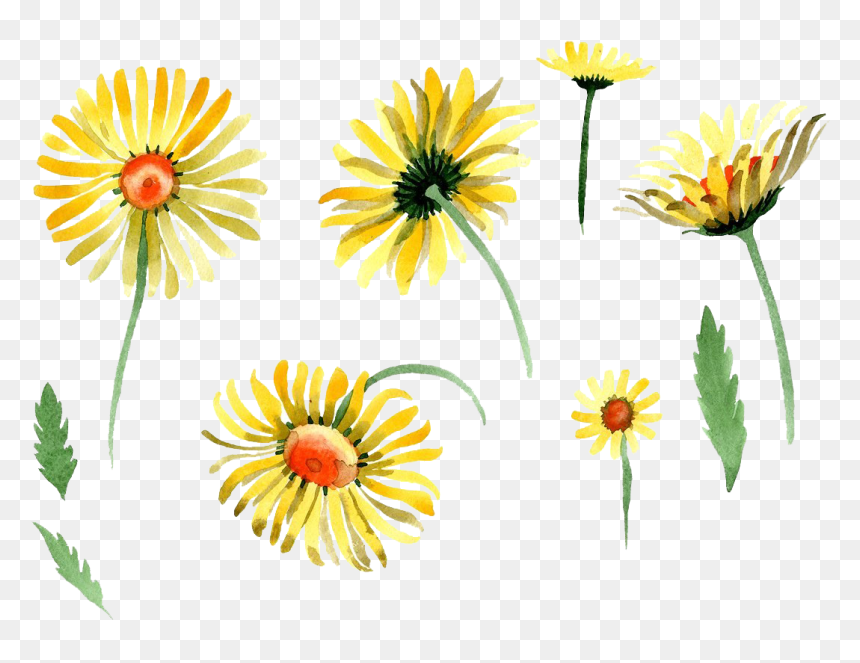 Portable Network Graphics, HD Png Download - flower images hd png