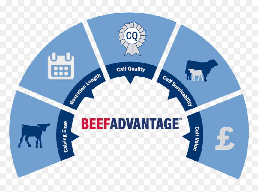 Elements Of High Performance Culture, HD Png Download - indian cow with calf png