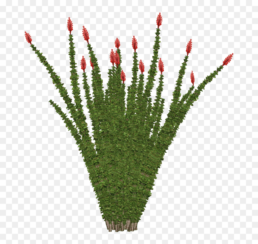 Transparent Desert Bushes Png - Ocotillo Png, Png Download - bushes png images