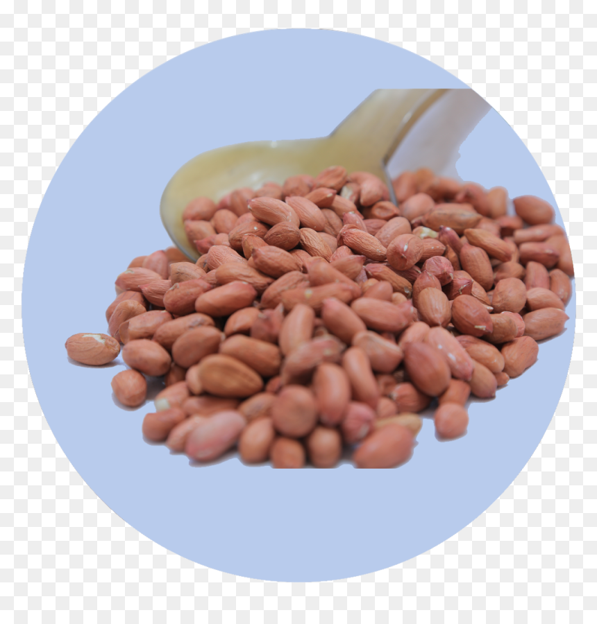Cranberry Bean, HD Png Download - groundnuts png