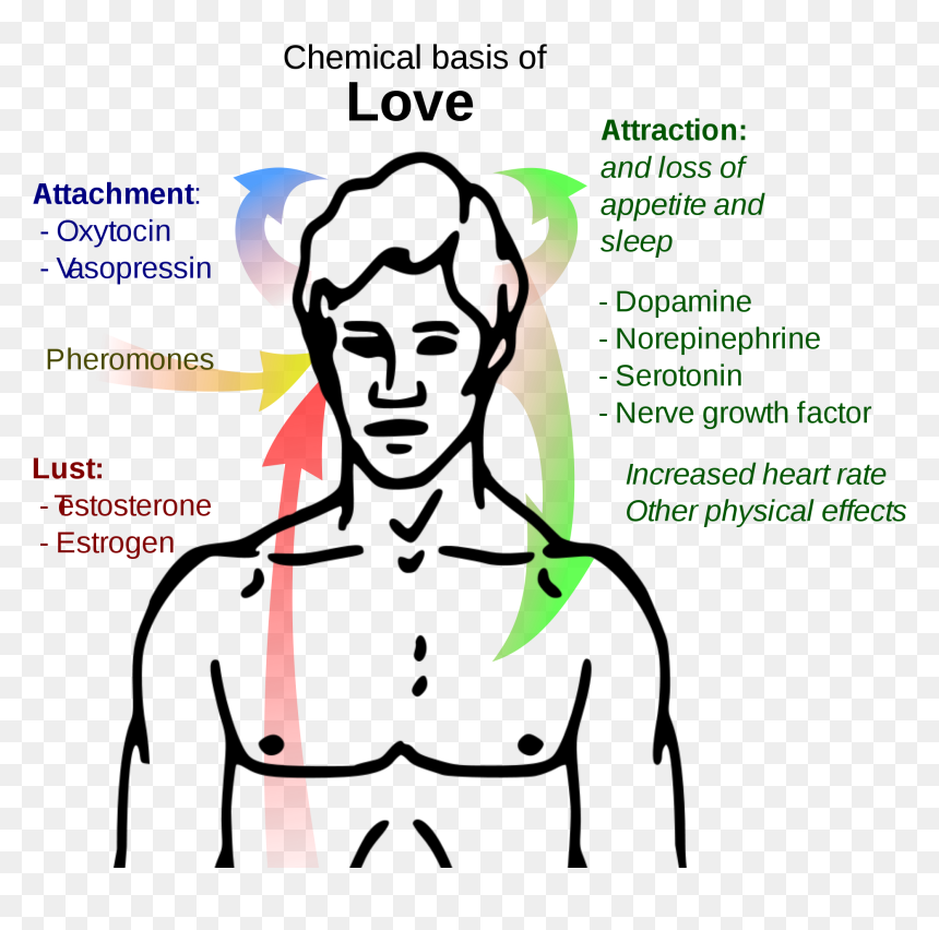 Chemical Basis Of Love , Png Download - Chest Clipart Black And White, Transparent Png - love png effects