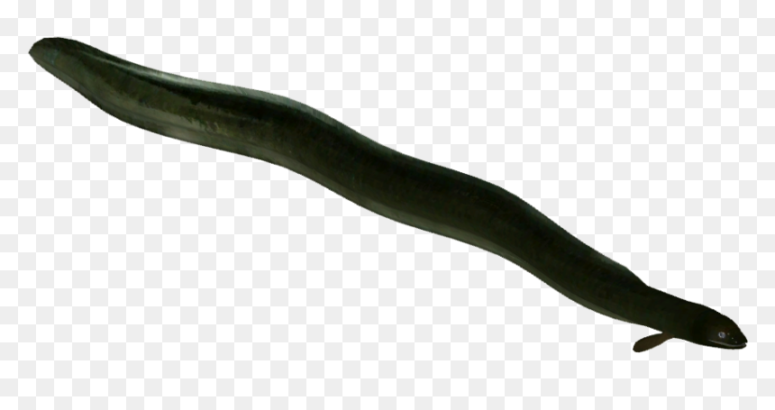 Transparent Eel Fin - Anago, HD Png Download - eel png
