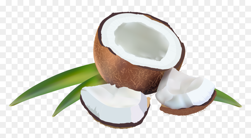 Transparent Coconut Clipart - Transparent Background Coconut Clipart, HD Png Download - coconut leaves png
