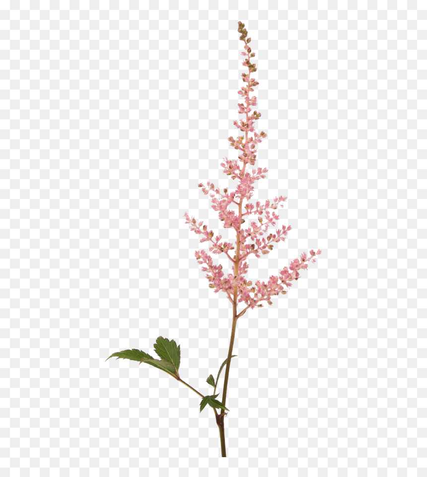 Fall Flowers Png - Astilbe Silhouette, Transparent Png - flower falling png