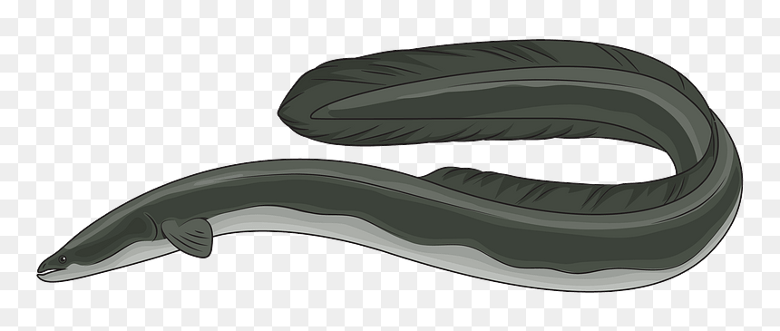 American Eel Clipart - Eel Png Clipart, Transparent Png - eel png