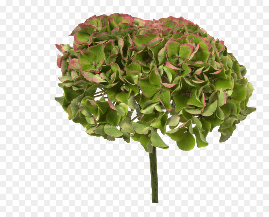 Hydrangea Magical Opal Red Classic - Maidenhair Tree, HD Png Download - flower falling png
