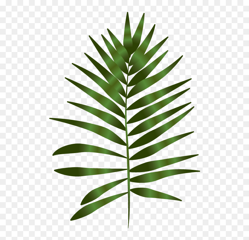The Niki Whiting - Fern Plants Drawing, HD Png Download - coconut leaves png