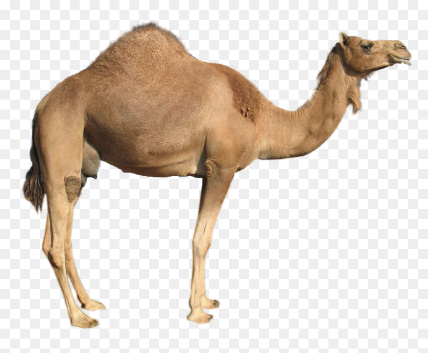 Transparent Camel Png, Png Download - camel vector png
