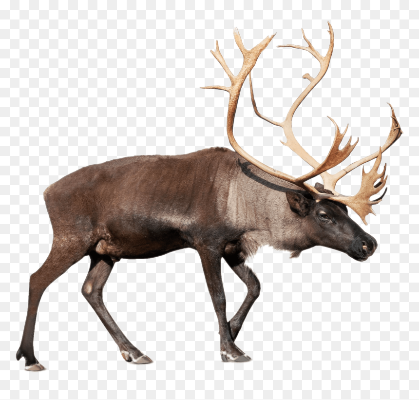 Large Reindeer - Transparent Background Reindeer Png, Png Download - caribou png