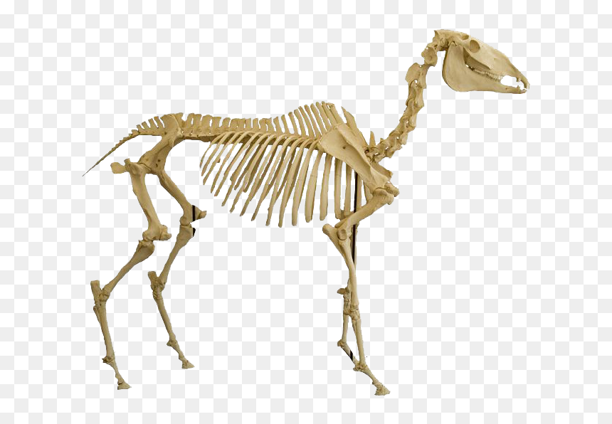 Bones Png Image Download - Animal Skeleton Png, Transparent Png - bones png
