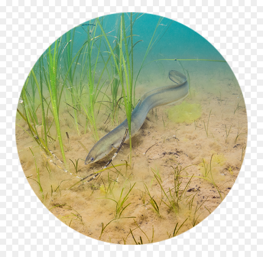 American Eel - Conger Eel, HD Png Download - eel png