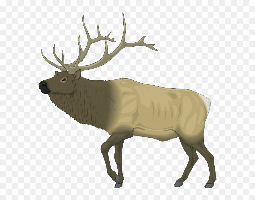Large Moose Clip Art - Elk Clip Art, HD Png Download - caribou png