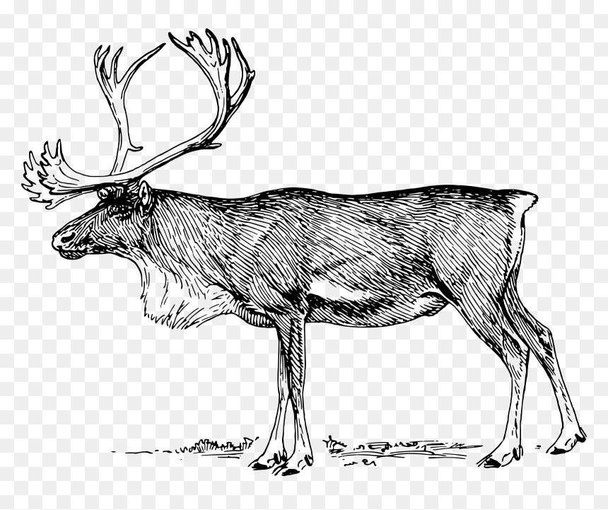 Caribou Black And White Clip Art , Png Download - Reindeer Clip Art Black And White, Transparent Png - caribou png