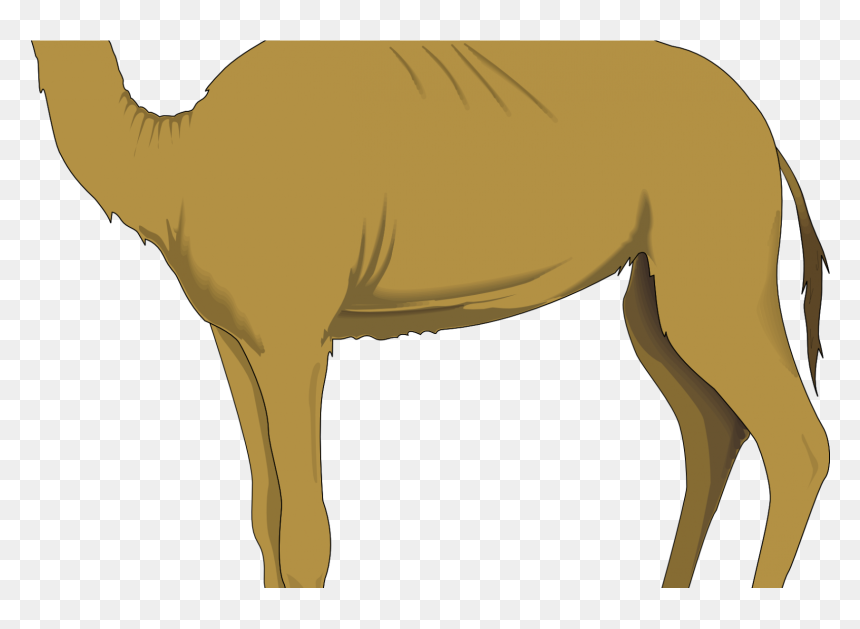 Camel Images Clip Art Surprising Clipart By Vector - Transparent Background Camel Clip Art, HD Png Download - camel vector png