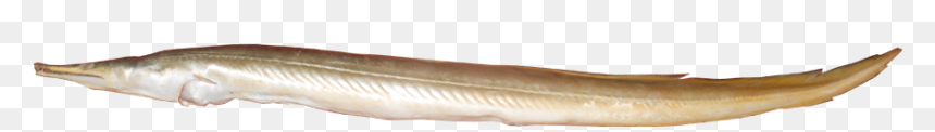 Conger Eel, HD Png Download - eel png