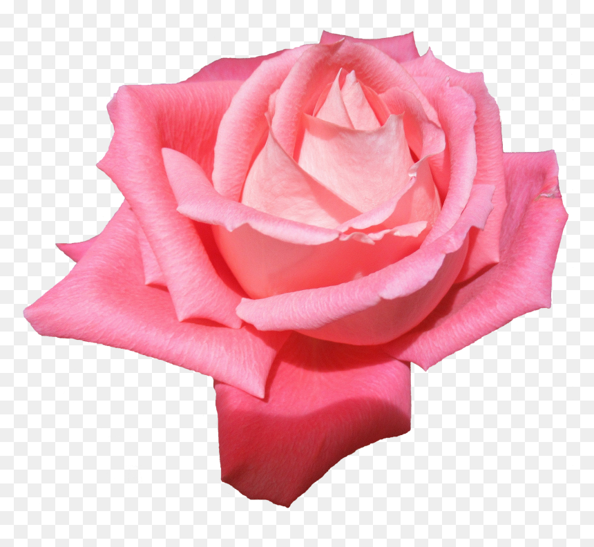 Garden Roses, HD Png Download - garden background png
