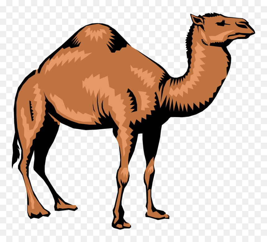 Vector Illustration Of Dromedary Single-humped Beast - Camel Vector Png, Transparent Png - camel vector png