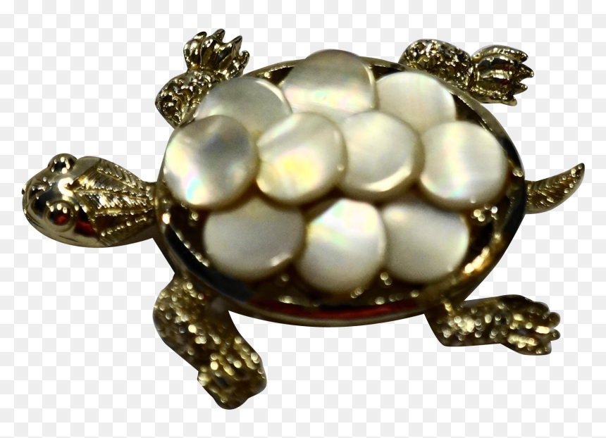 Chelonoidis, HD Png Download - turtle shell png