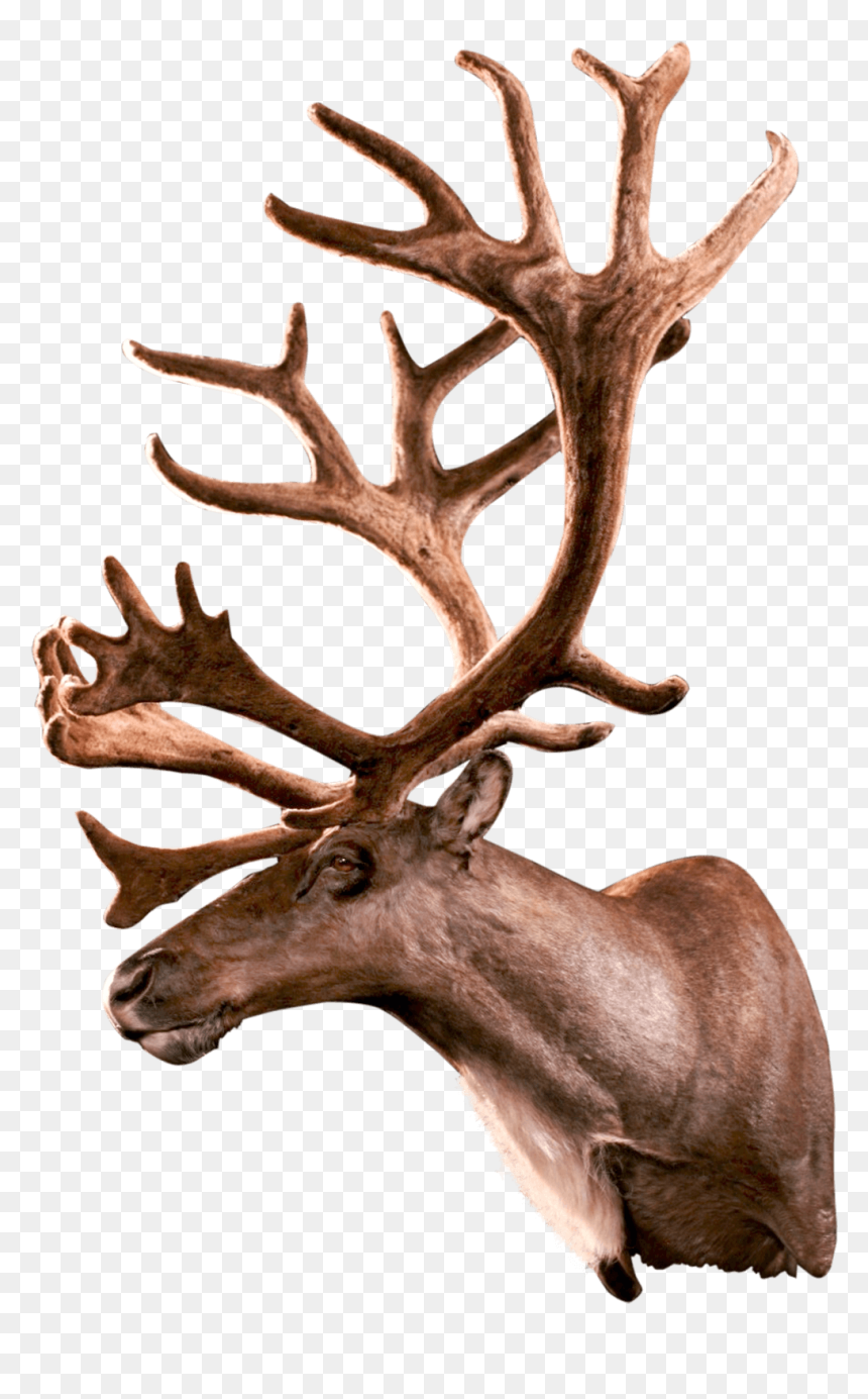 Caribou Shoulder Mount Side View - Antler, HD Png Download - caribou png