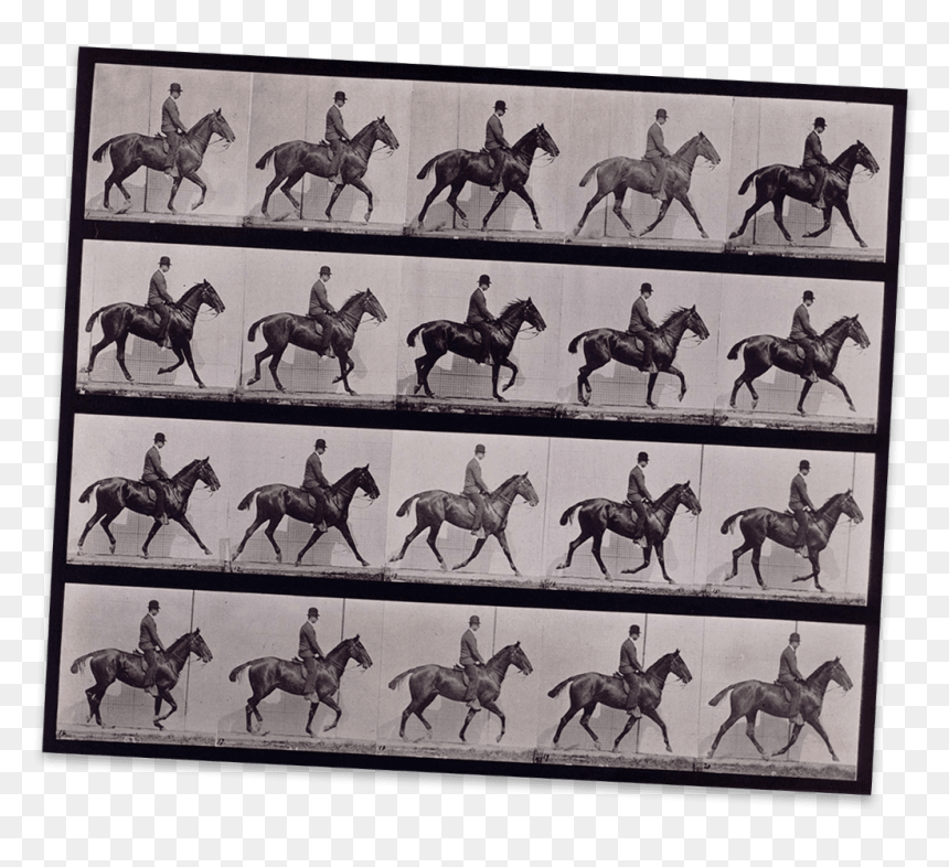 A Horse Moving Captured In Many Frames On This Contact - [horse Walking], HD Png Download - person walking side view png