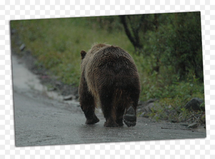 Grizzly Walking Away - Bear Walking Away, HD Png Download - walking away png