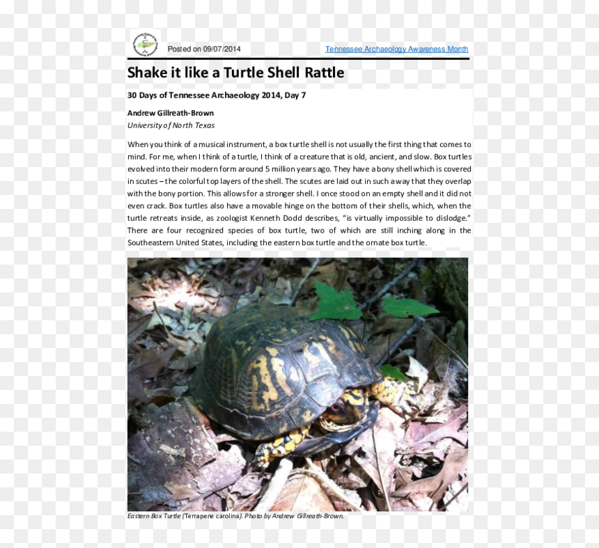 Tortoise, HD Png Download - turtle shell png