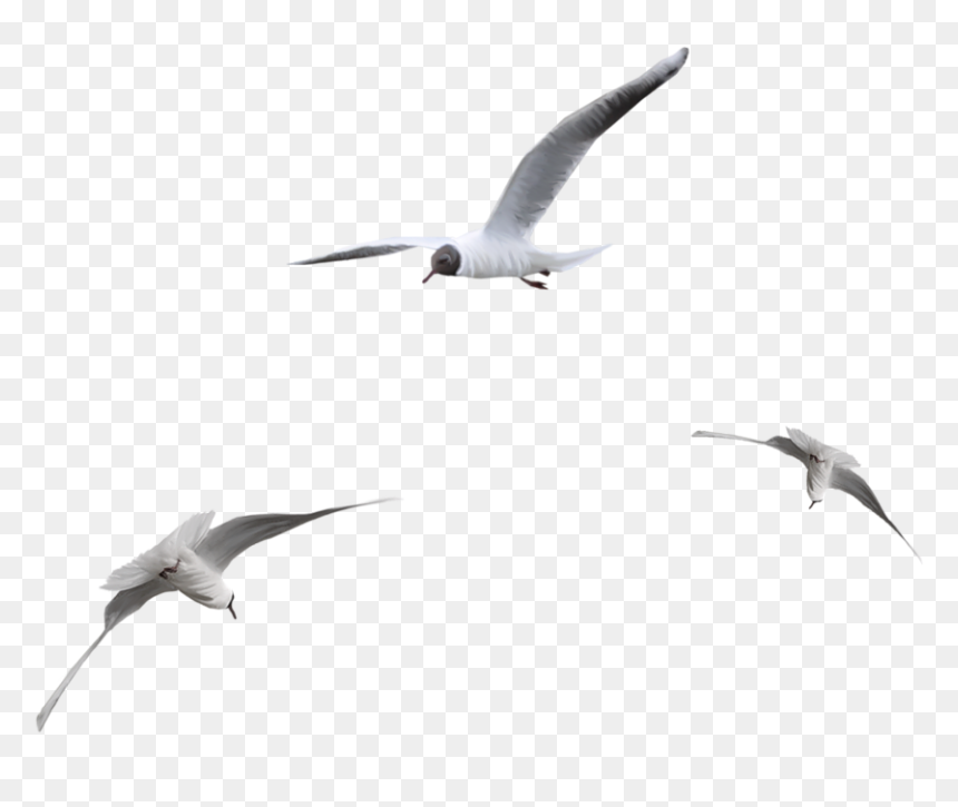 European Herring Gull, HD Png Download - tubes png