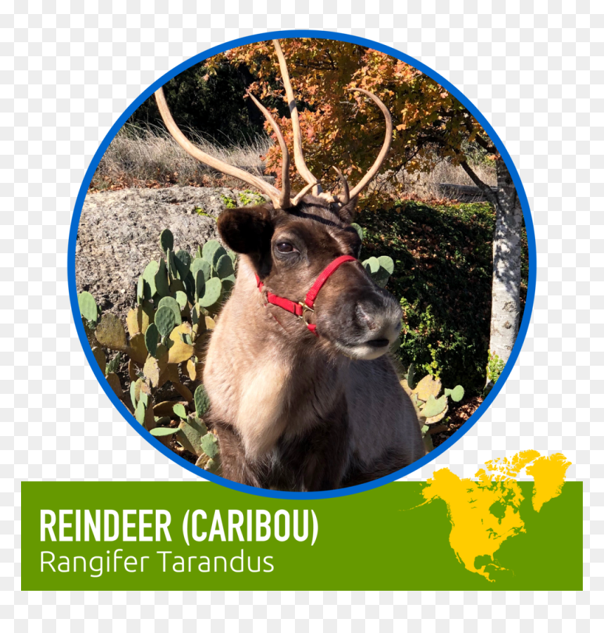 Animals-03 - Elk, HD Png Download - caribou png