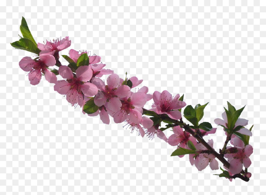 Fleurs Tubes Png, Transparent Png - tubes png