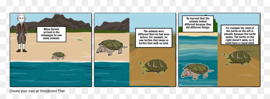 Throw Garbage In Sea Cartoon, HD Png Download - turtle shell png