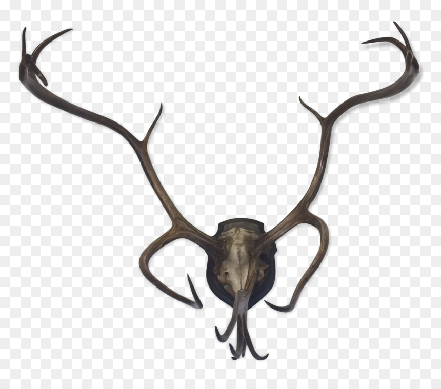 Former Reindeer Wood Trophy/caribou On Patch Massacre - Reindeer, HD Png Download - caribou png