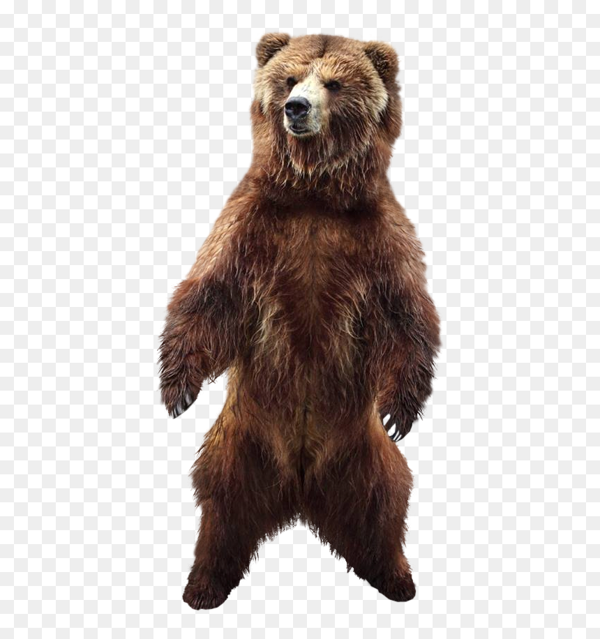 Tubes Dieren - Brown Bear Photography, HD Png Download - tubes png