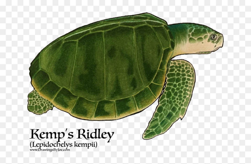 Hawksbill Sea Turtle , Png Download - Sea Turtles, Transparent Png - turtle shell png
