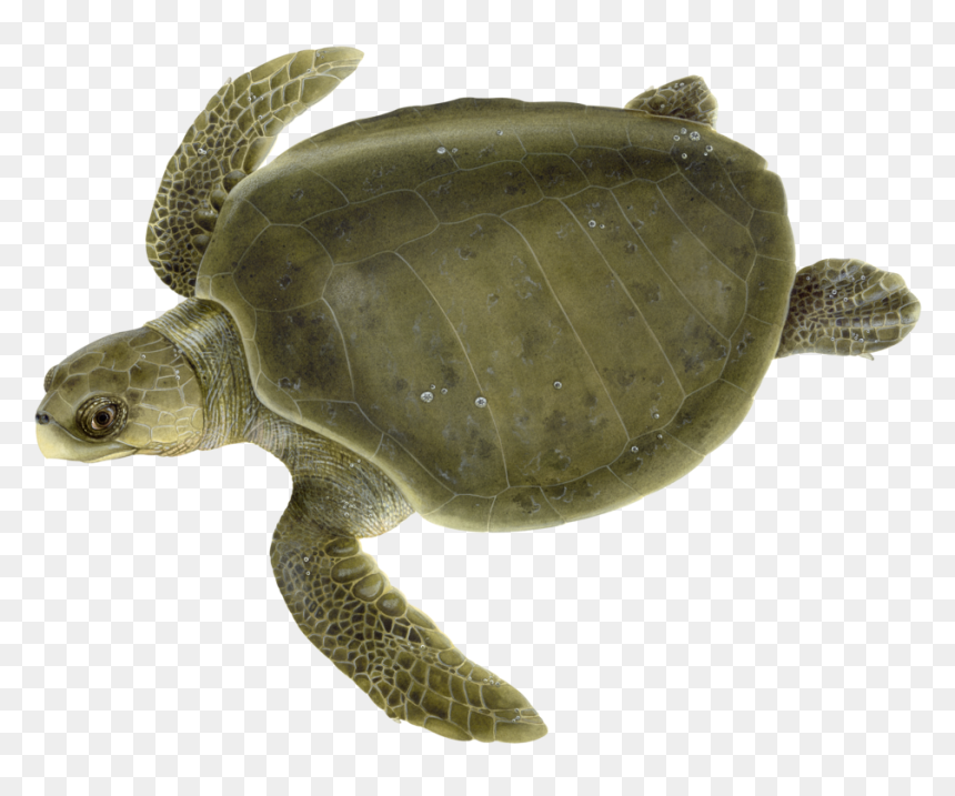 Witherington2018-6, HD Png Download - turtle shell png
