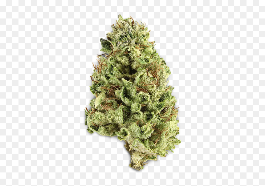Shortleaf Black Spruce, HD Png Download - cry baby png