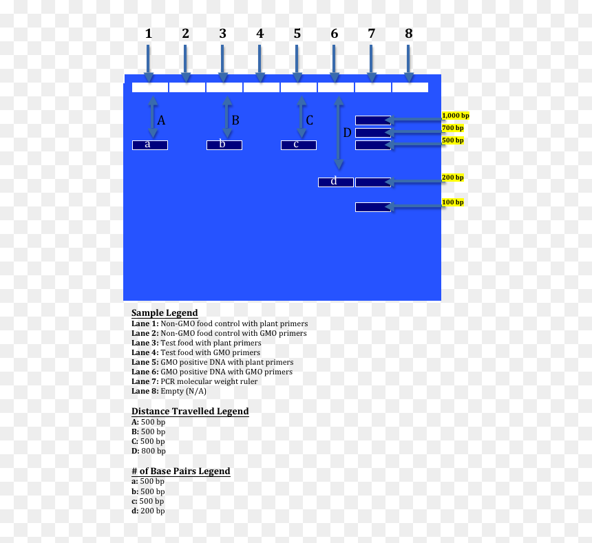 Gel Electrophoresis Gmo Vs Non Gmo , Png Download - Casiotone M 10, Transparent Png - non gmo png