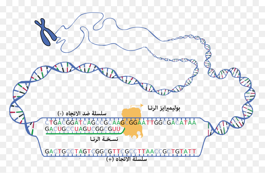 Dna Ranscription Ar - Basic Subunit Of Dna, HD Png Download - ar png