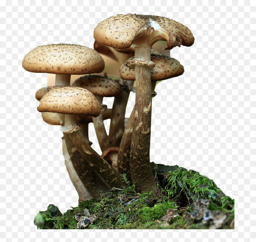 Forest Mushroom Png, Transparent Png - fungi png