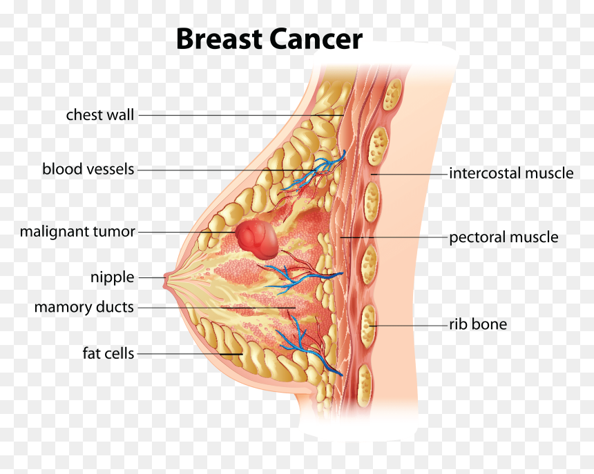 Breast Anatomy, HD Png Download - bloody heart png