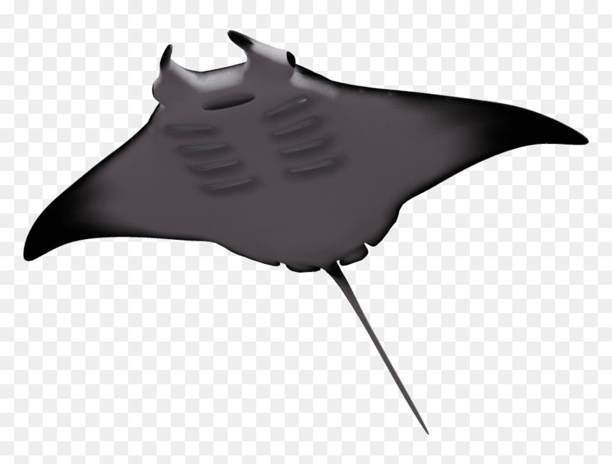 Manta Ray Clipart Octonauts - Skate, HD Png Download - octonauts png