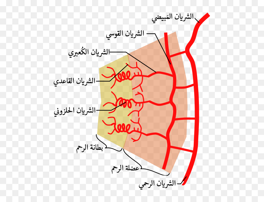 Uterine Arterial Vasculature-ar - شرايين الرحم, HD Png Download - ar png