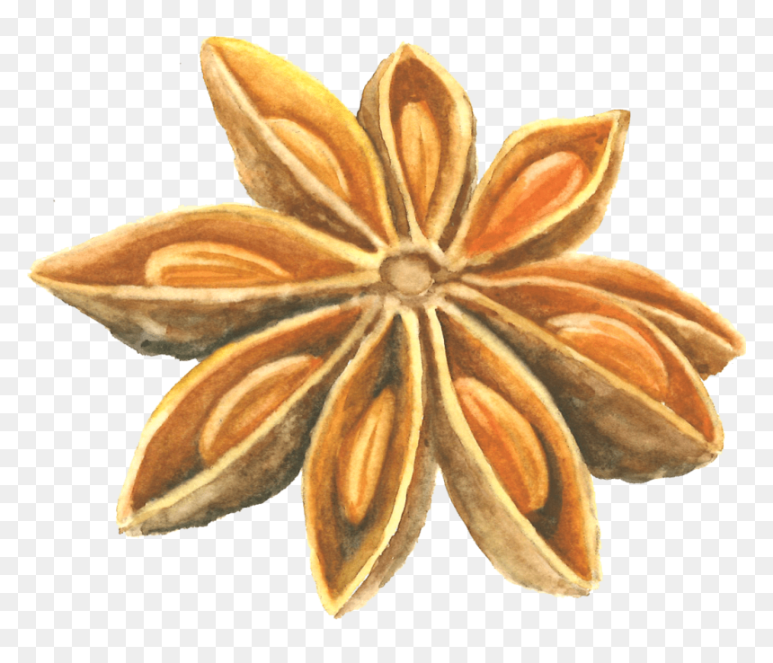Anise Seed Drawing, HD Png Download - seed of life png