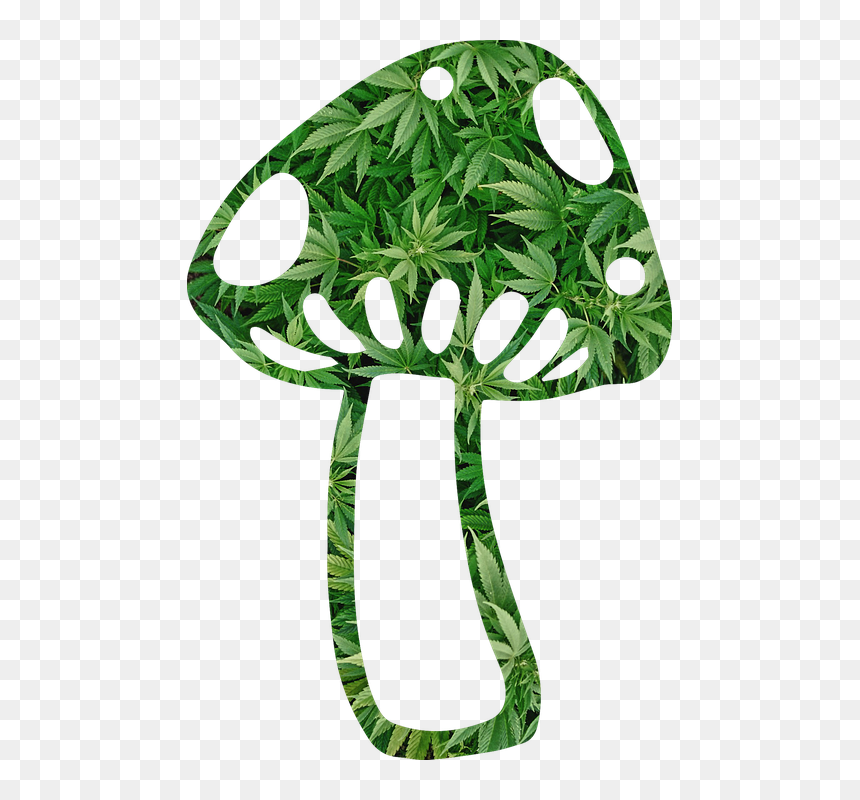 Mushroom, Shroom, Weed, Fungi, Fungus, Psychedelic - Weed And Mushrooms Logo, HD Png Download - fungi png