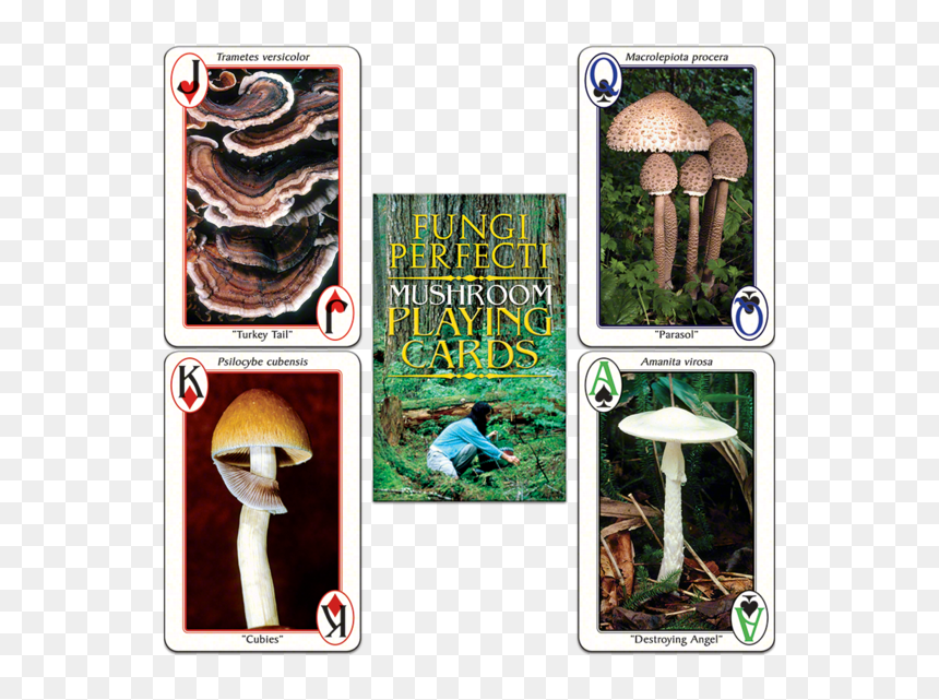 Fp"s Original Mushroom Playing Cards - Old Growth Forest, HD Png Download - fungi png