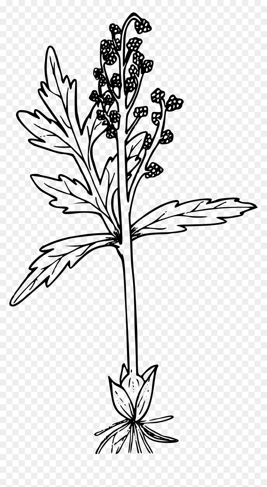 Lance-leaved Grapefern Clip Arts - Portable Network Graphics, HD Png Download - lance png