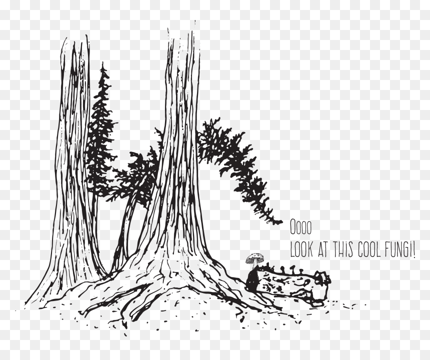 Tree Looking At Fungi , Png Download - Sketch, Transparent Png - fungi png