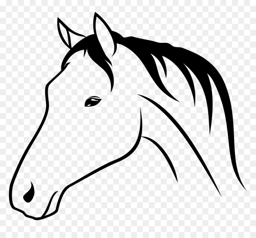 Horse Clipart Bust - Horse Head Drawing, HD Png Download - bust png