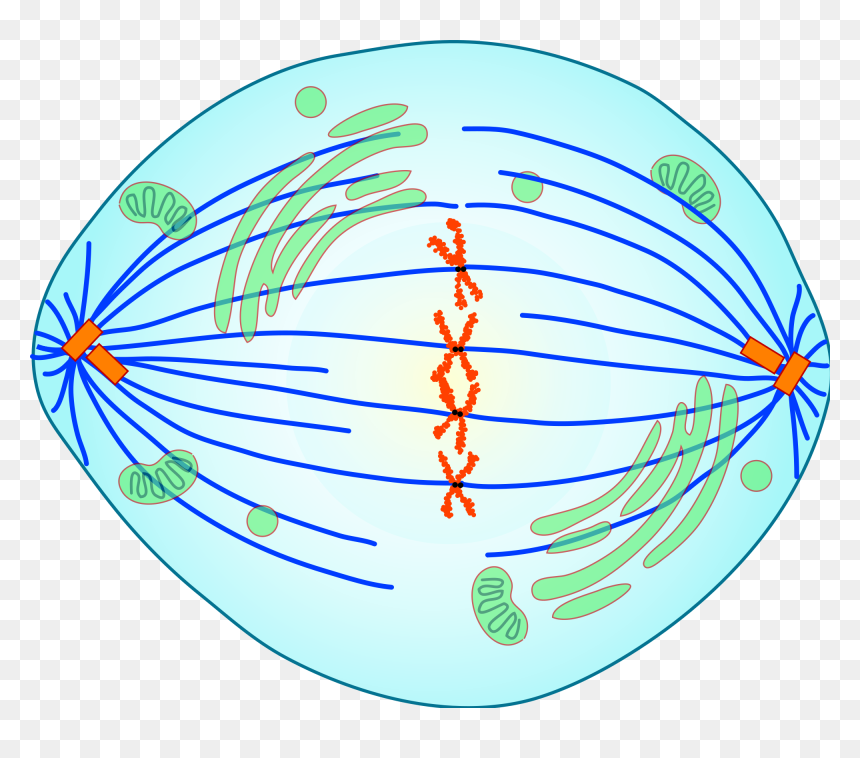 Clip Freeuse Library Division Mitosis Anaphase Chromatids - Phase Of Mitosis Is Shown, HD Png Download - division png